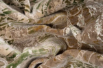 Machine Carpet - Versailles Collection - 4258 - Image 12