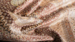 Machine Carpet – Kashmir collection  - 2066 - Image 11
